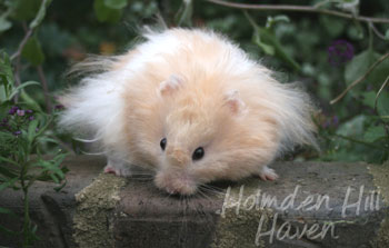 Jolly Cream Giant- Red Eyed Cream Banded Longhaired